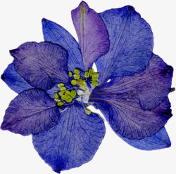 精美压花干花蓝紫色花朵素材