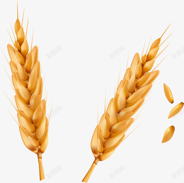 手绘麦子矢量图ai免抠素材_88icon https://88icon.com 两穗麦子 小麦 手绘 稻子 谷粒 颗粒 麦子 麦穗 矢量图