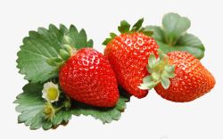 草莓绿叶绿叶带花新鲜草莓高清图片