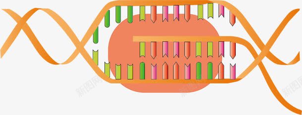 DNA转录RNApng免抠素材_88icon https://88icon.com DNA转录RNA 教学 生物 生物实验