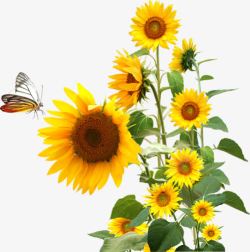油画抽象油画向日葵与蝴蝶高清图片