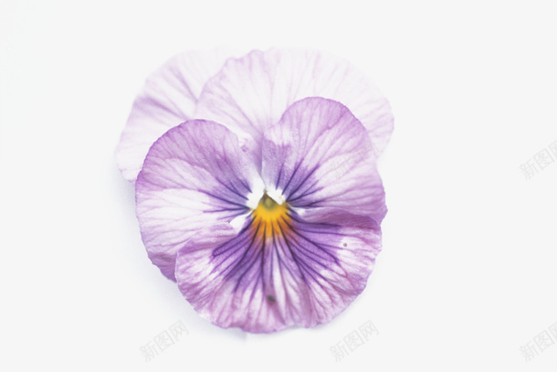 紫色三色堇png免抠素材_88icon https://88icon.com 三色堇 紫色 花中提琴 花朵 鲜花