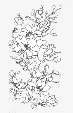 美丽玉兰花中国风手绘美丽玉兰花高清图片
