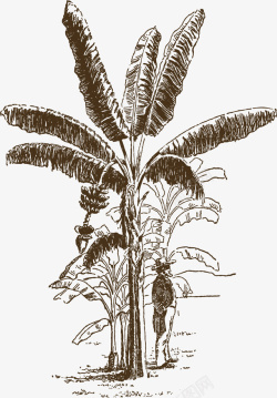 褐色的树大叶片卡通风格香蕉树高清图片
