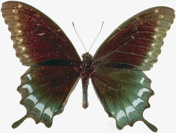 飞蛾摄影蝴蝶标本高清图片
