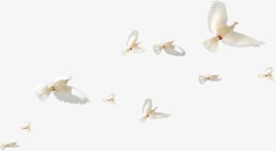 白色整齐飞翔白鸽鸟群素材