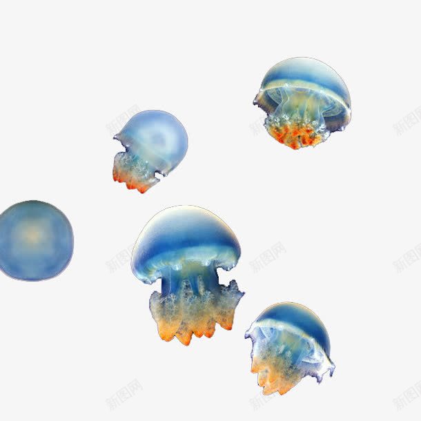 活体水母png免抠素材_88icon https://88icon.com 产品实物 宠物 水母 海洋生物 观赏水母