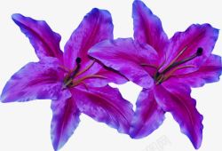 美丽的紫荆花素材