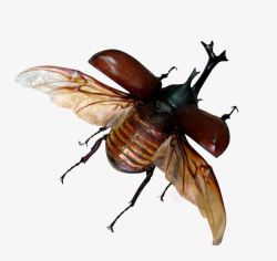 甲壳虫背景张开翅膀的甲壳虫高清图片