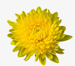 砂锅P图标透明菊花高清图片
