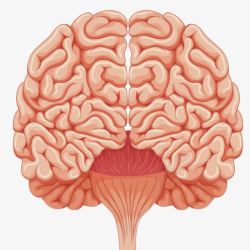 脑髓人体大脑高清图片