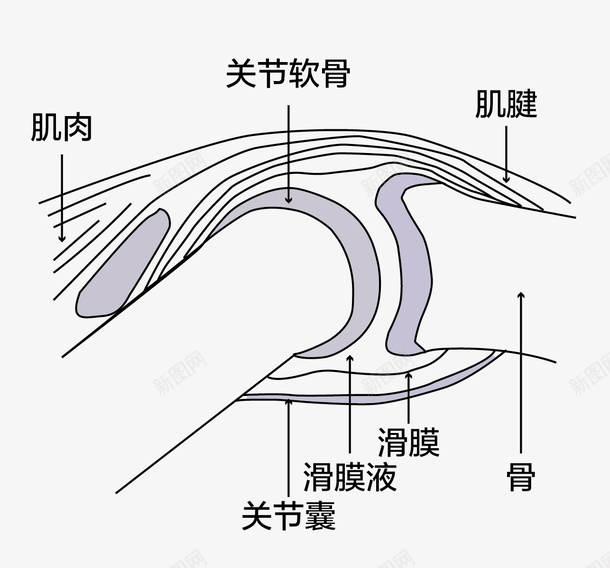 人体关节部位描述png免抠素材_88icon https://88icon.com 人体关节 免抠图 关节软骨 效果图 文字 肌腱 鸡肉