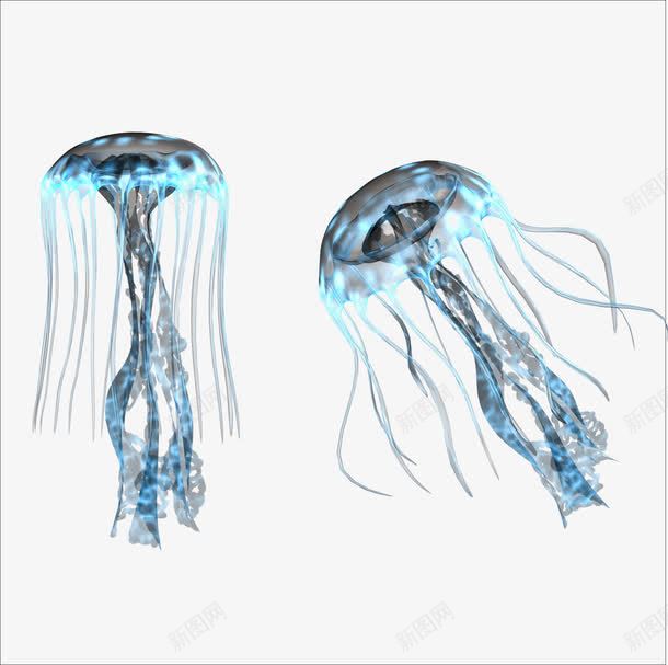 水母png免抠素材_88icon https://88icon.com 水生物 蓝色水母