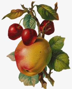 文艺复兴风格手绘苹果和樱桃素材