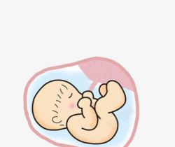 脐带血胚胎里面的婴儿高清图片