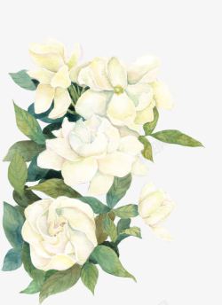 白色栀子花彩绘花朵素材