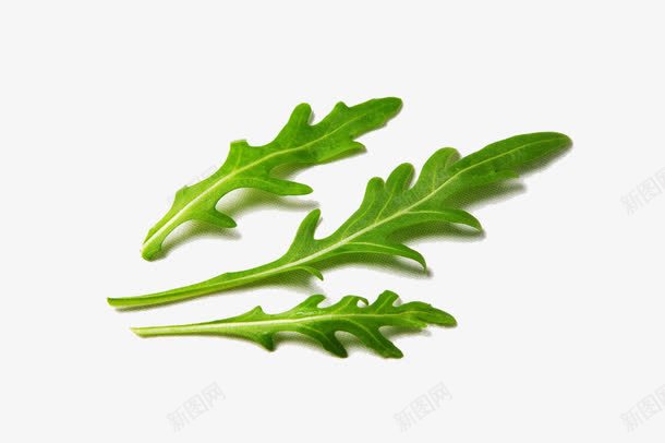 芝麻叶摄影png免抠素材_88icon https://88icon.com 实物 开胃菜 芝麻叶 芝麻叶摄影 芝麻菜 芝麻菜沙拉