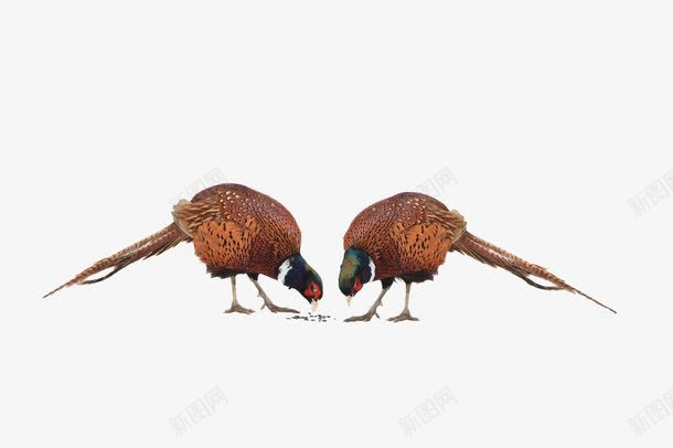 吃食物的野鸡png免抠素材_88icon https://88icon.com 两条腿 吃食物 家禽 山鸡 毛茸茸的 活的 野山鸡 野鸡 长尾巴 雏 食物