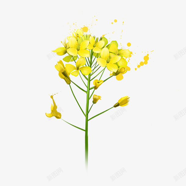 油菜花瓣png免抠素材_88icon https://88icon.com 免抠PNG 卡通 手绘 油菜花 油菜花瓣 花瓣 黄色小花