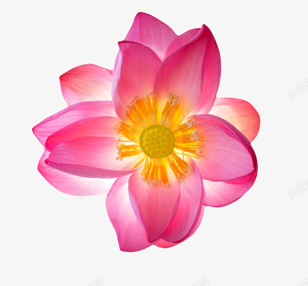 红色纯洁的水芙蓉俯视图实物png免抠素材_88icon https://88icon.com 俯视 印度国花 山龙眼目 植物 水旦 水芙蓉 芙蓉 芙蕖 莲子 莲花 莲蓬 视觉 鞭蕖