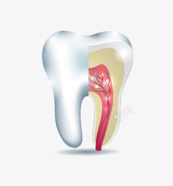 手绘白色牙齿内部素材