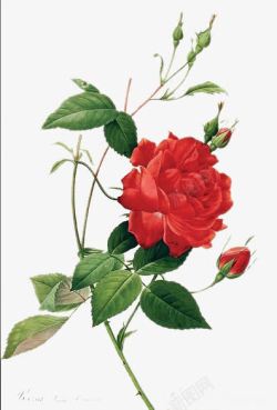 红色的蔷薇花素材