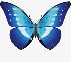 触角蓝色的蝴蝶高清图片