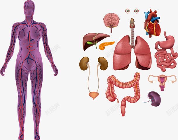 人体内脏解剖png免抠素材_88icon https://88icon.com 人体 人体内脏器官 内脏图 大肠 女性解剖 子宫 身体结构
