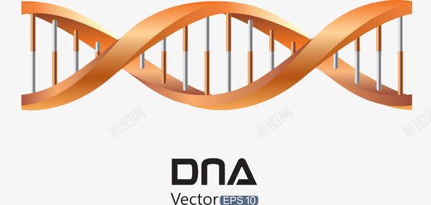 桔红色DNApng免抠素材_88icon https://88icon.com DNA 妗旂孩鑹睤NA 楂樻竻鍏嶆墸绱犳潗 鍖诲 鍩哄洜 鍩哄洜妫 鏃犲垱DNA