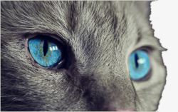 蓝色猫眼素材