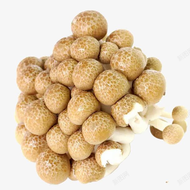 蟹味菇png免抠素材_88icon https://88icon.com 新鲜蘑菇 火锅食材 生态无公害 菌菇 蟹味菇