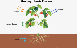 光合作用生物课植物的光合作用矢量图高清图片
