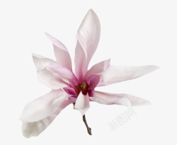 紫色玉兰白色带香味紫色褶皱的玉兰花瓣实高清图片