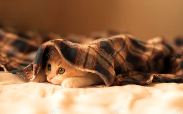 毛毯中的小猫海报背景背景