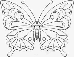 展翅蝴蝶美丽的展翅的蝴蝶高清图片