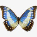 大闪蝶柏树氰化物女偶像png免抠素材_88icon https://88icon.com animal butterfly cyanides cypress morpho 动物 大闪蝶 柏树 氰化物 蝴蝶