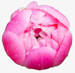 粉红色花苞含苞待放的牡丹花高清图片