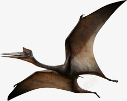 爬行动物蜥蜴翼龙飞龙古代动物高清图片