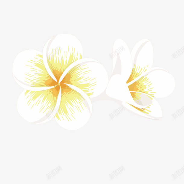 白色鸡蛋花矢量图ai免抠素材_88icon https://88icon.com PNG免抠图下载 海边 热带 花卉 花朵 装饰 矢量图