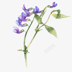 一株鲜花一枝手绘的紫色蝴蝶兰矢量图高清图片