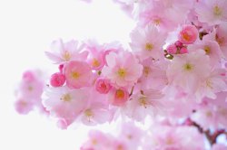 粉色樱花树粉色樱花树高清图片