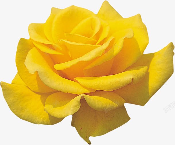绽放的黄玫瑰png免抠素材_88icon https://88icon.com 玫瑰花 盛开 绽放 花朵 鲜花 黄玫瑰