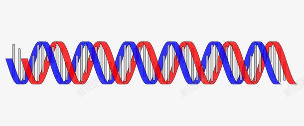 DNA双螺旋结构png免抠素材_88icon https://88icon.com DNA 双螺旋结构 基因 生物学 红色 蓝色 螺旋线 遗传