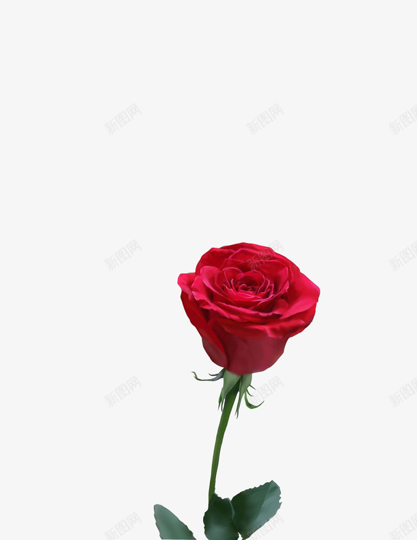 单独一朵红色玫瑰png免抠素材_88icon https://88icon.com 植物 玫瑰 红色 花