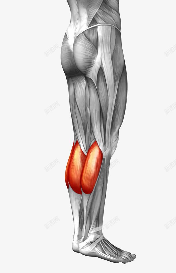 腿部肌肉组织png免抠素材_88icon https://88icon.com 3d模型 医疗 肌肉组织 腿 臀部 身体