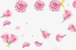 九月十日教师节粉色鲜花康乃馨素材