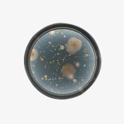 酵母菌酵母菌与霉菌高清图片