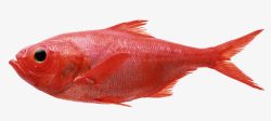 多彩小鱼红色的鱼高清图片