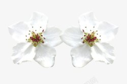 两朵洁白梨花花瓣素材