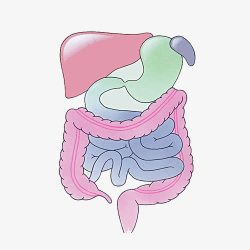 保持健康人体内脏高清图片